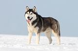 SIBERIAN HUSKY 222